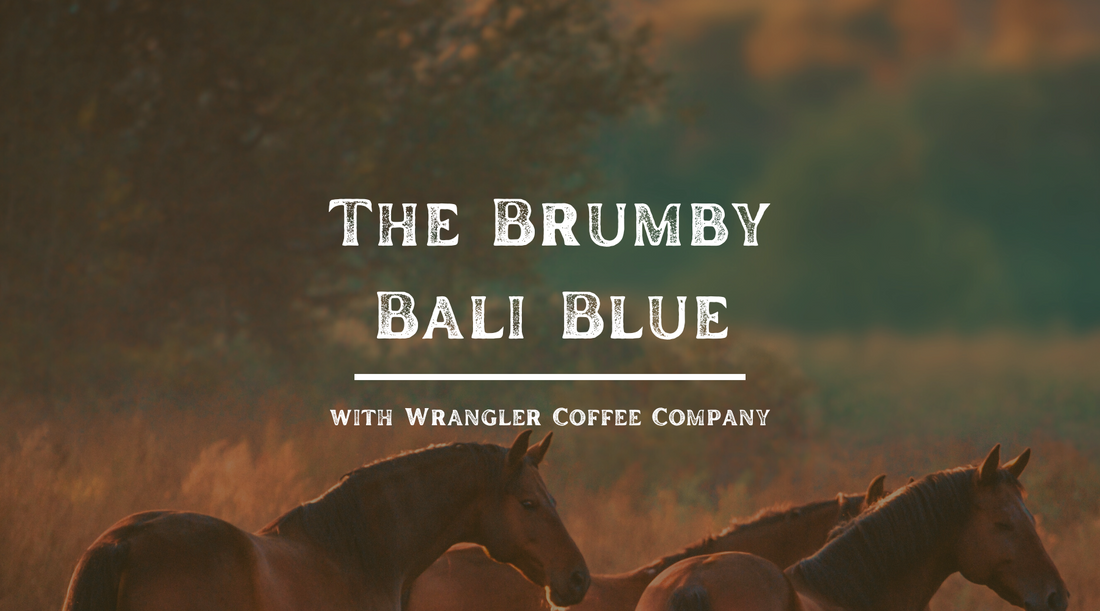 Brumby Bali Blue - A Wild Roast for the Free-Spirited Coffee Drinker