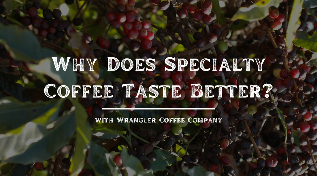 Why Does Specialty Coffee Taste Better?